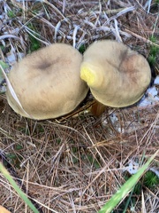 Aureoboletus projectellus
