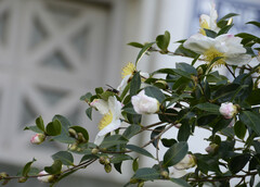 Camellia sasanqua