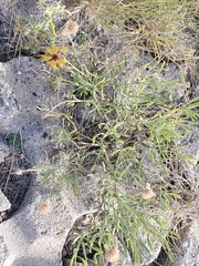 Gaillardia multiceps