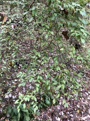 Vaccinium elliottii