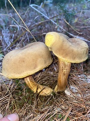 Aureoboletus projectellus