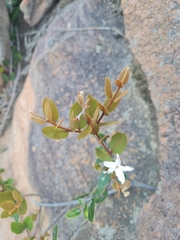 Ancylobothrys capensis