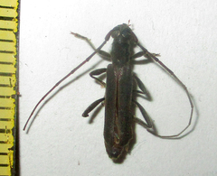 Ossibia murina