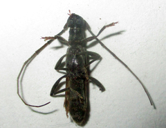 Ossibia murina