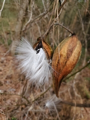 Gonolobus suberosus