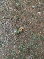 Aureoboletus projectellus