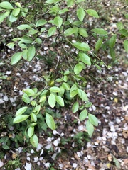 Vaccinium elliottii
