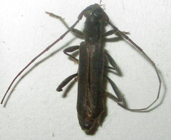 Ossibia murina