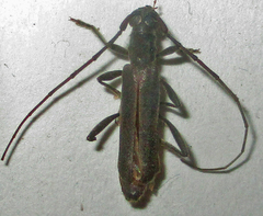 Ossibia murina