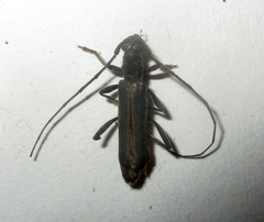 Ossibia murina