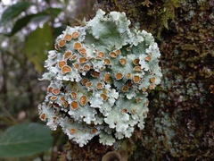 Peltigeraceae
