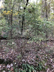 Vaccinium elliottii