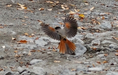 Perisoreus infaustus