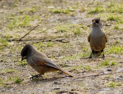 Perisoreus infaustus