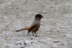 Perisoreus infaustus