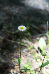 Erigeron pulchellus