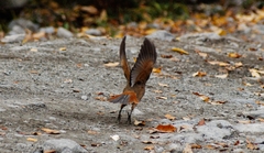 Perisoreus infaustus