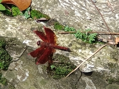 Neurothemis ramburii