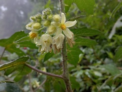 Solanum lhotskyanum