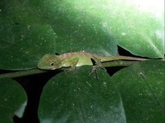 Pseudocalotes tympanistriga