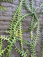 Selenicereus anthonyanus