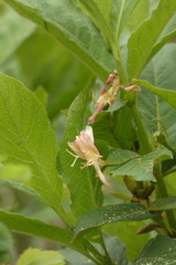 Lonicera alpigena