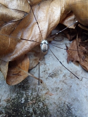 Leiobunum roseum