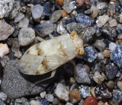 Engistus exsanguis