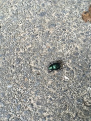 Geotrupes splendidus