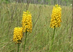 Platanthera integra