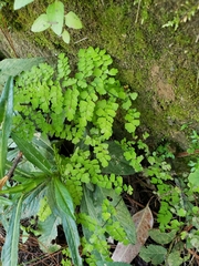 Adiantum concinnum