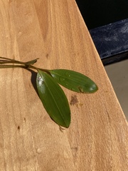 Potamogeton epihydrus