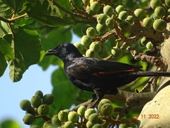 Onychognathus morio morio