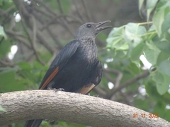 Onychognathus morio morio