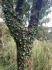 Hedera rhombea