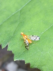 Acidia cognata