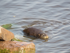 Lontra longicaudis