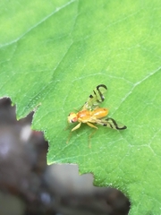 Acidia cognata