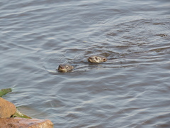 Lontra longicaudis