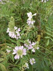 Galega officinalis