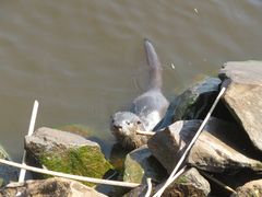 Lontra longicaudis