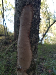 Fomitiporia punctata