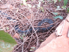 Palusophis bifossatus