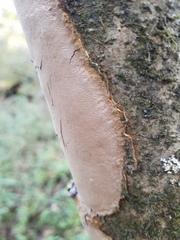 Fomitiporia punctata