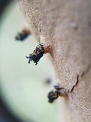 Fomitiporia punctata