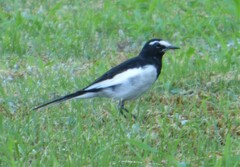 Motacilla grandis