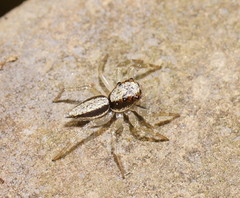 Zenodorus swiftorum