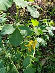 Crotalaria retusa