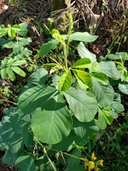 Crotalaria retusa
