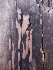 Hypoxylon rubiginosum